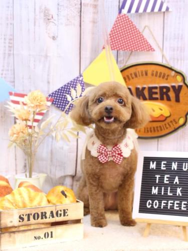 20240929ベルくん